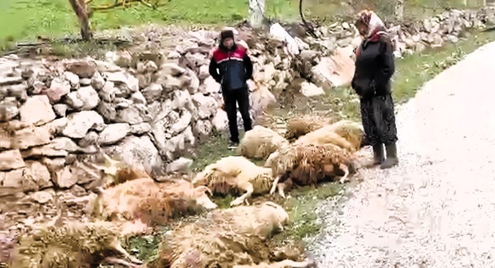 Çameli’nde Kurtlar Kurbanlıkları Telef Etti… 
