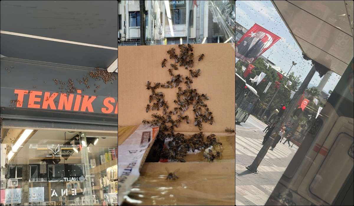 Denizli’de Çınar Meydanı’nı Arılar Sardı… 