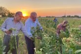 Denizli Milletvekili Şahin Tin Tarlada Tütün Kırdı...