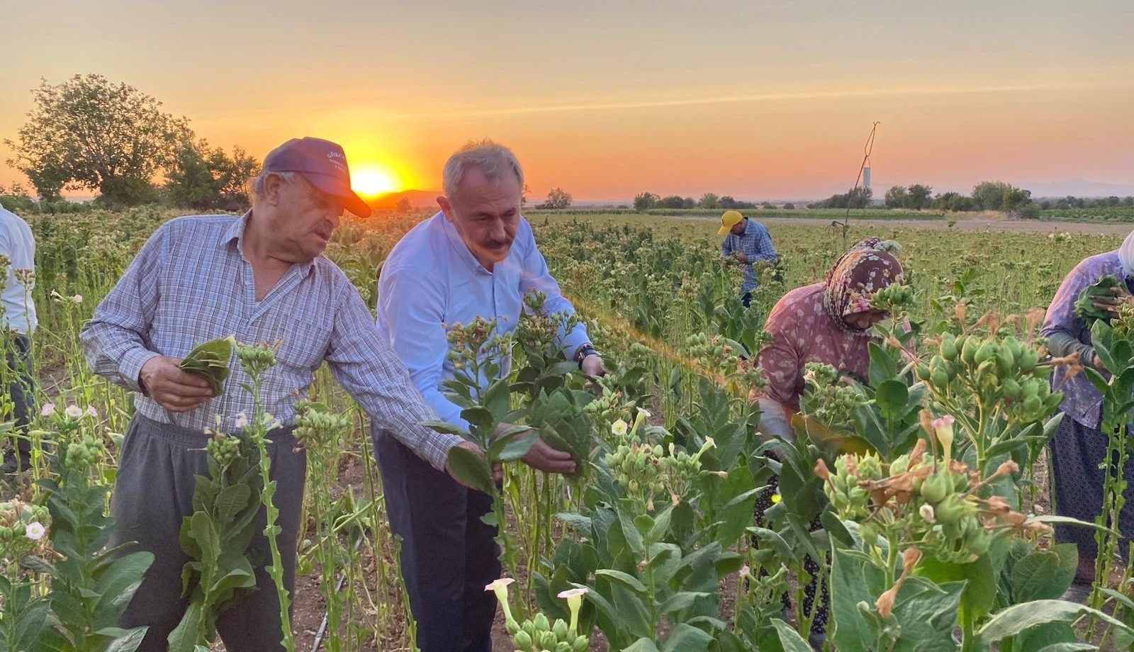 Denizli Milletvekili Şahin Tin Tarlada Tütün Kırdı… 