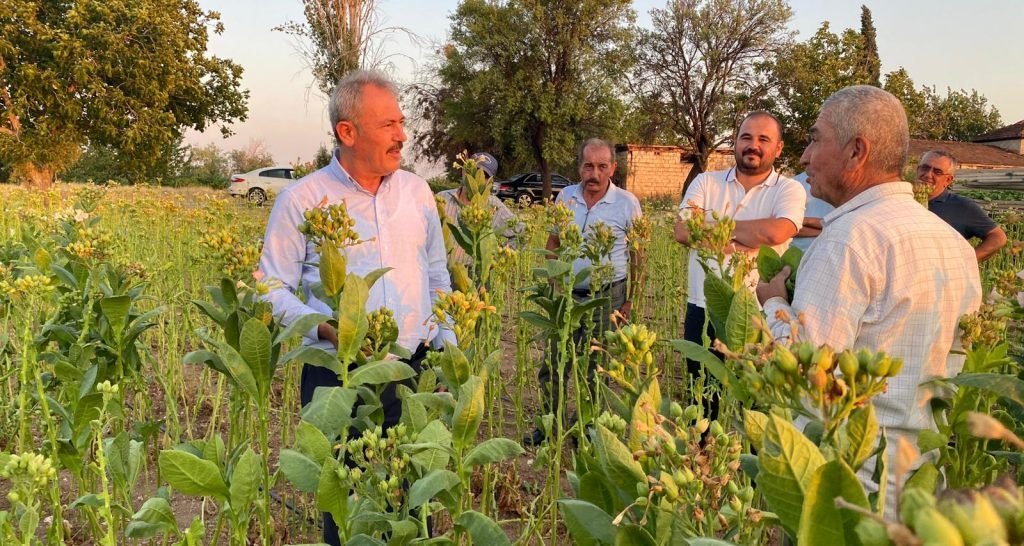 Denizli Milletvekili Şahin Tin Tarlada Tütün Kırdı...
