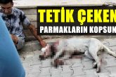 Denizli’de Hamile Köpeğe Silahlı Saldırı...