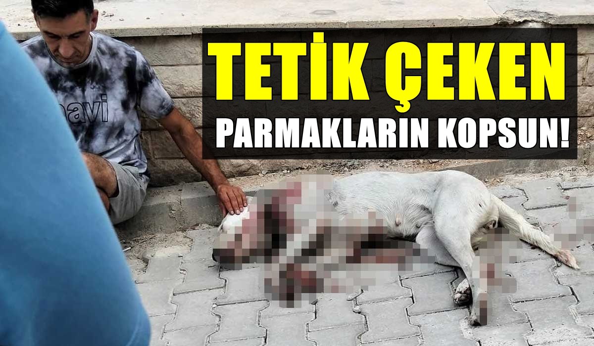 Denizli’de Hamile Köpeğe Silahlı Saldırı… 