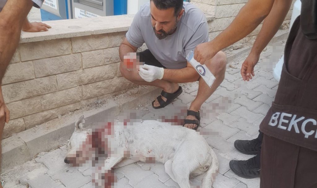 Denizli’de Hamile Köpeğe Silahlı Saldırı...