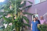 İmkansızı Başardı Denizli’de Muz ve Limon Yetiştirdi...