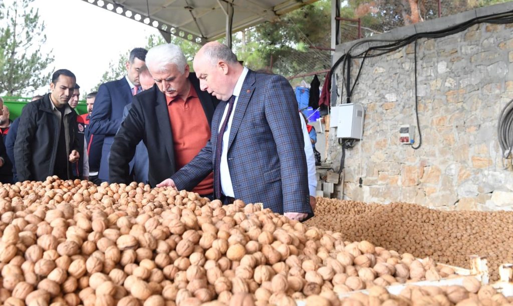 Denizli'de Ceviz Hasadının Startını Vali Coşkun Verdi...