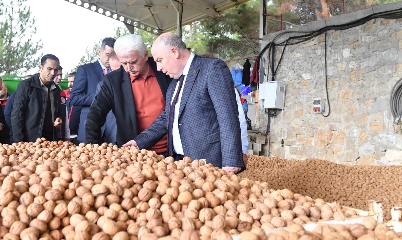 Denizli’de Ceviz Hasadının Startını Vali Coşkun Verdi…