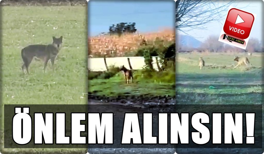 Denizli'de Kurtlar, Mahalle Aralarında Dolaşmaya Başladı...