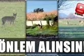 Denizli'de Kurtlar, Mahalle Aralarında Dolaşmaya Başladı...