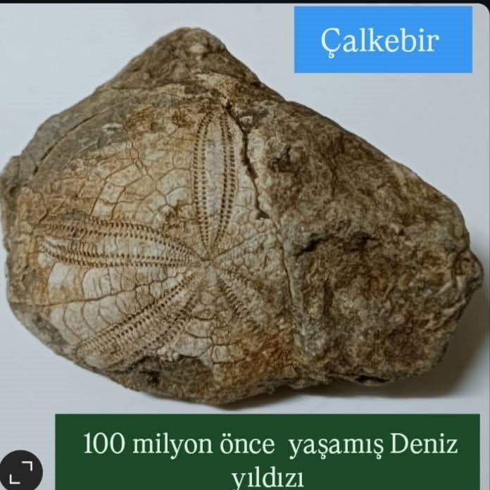 Denizli Baklan'da Milyonlarca Yıl Öncesine Ait Deniz Yıldızı Fosili Bulundu...