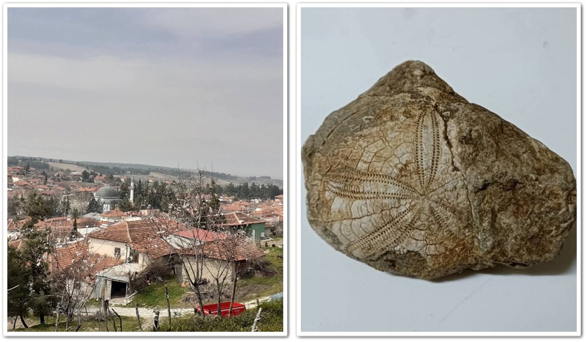 Denizli-Baklan’da Milyonlarca Yıl Öncesine Ait Deniz Yıldızı Fosili Bulundu…