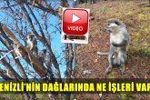Türkiye’de Yaşam Alanı Yok, Denizli’de Görüldü: Yetkililer Bile Şaşkın...