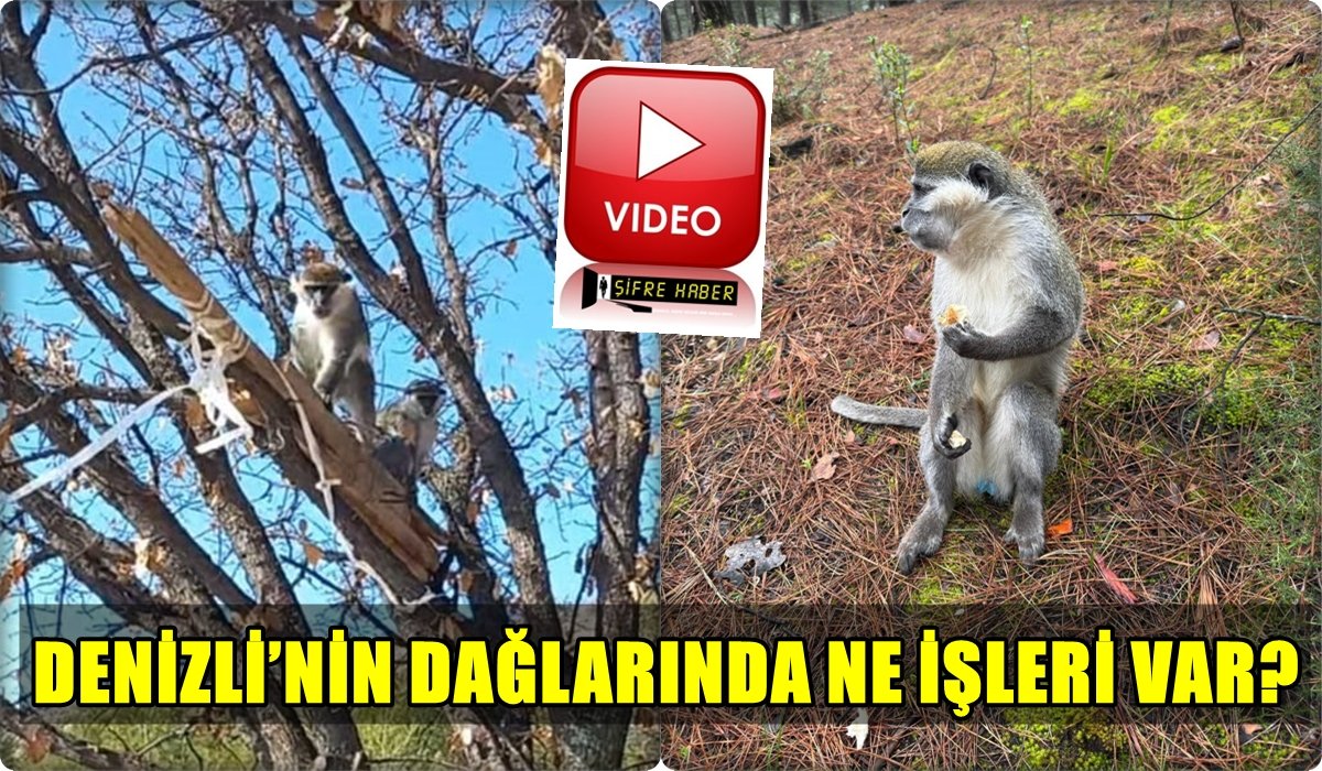 Türkiye’de Yaşam Alanı Yok, Denizli’de Görüldü: Yetkililer Bile Şaşkın…