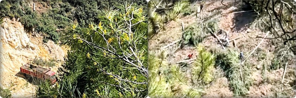 Buldan’daki Maden Sahası Ağaç Katliamı Cumhurbaşkanına Şikayet Edildi…