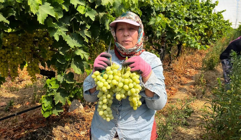 Buldan’da Sezonun İlk Üzüm Hasadı Gerçekleştirildi