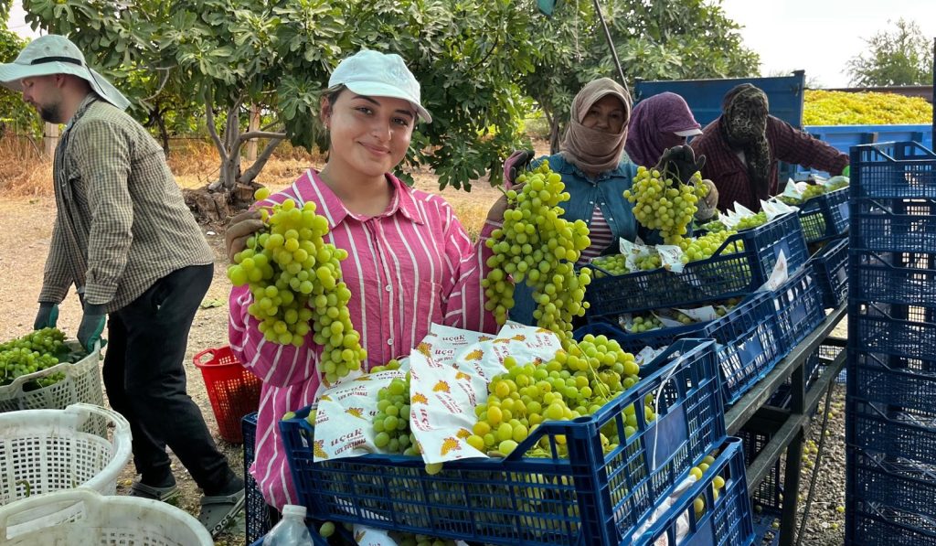 Buldan’da Sezonun İlk Üzüm Hasadı Gerçekleştirildi