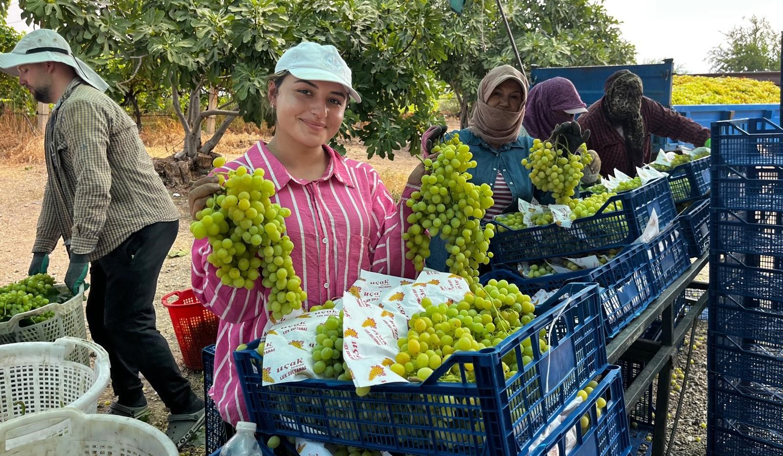 Buldan’da Sezonun İlk Üzüm Hasadı Gerçekleştirildi