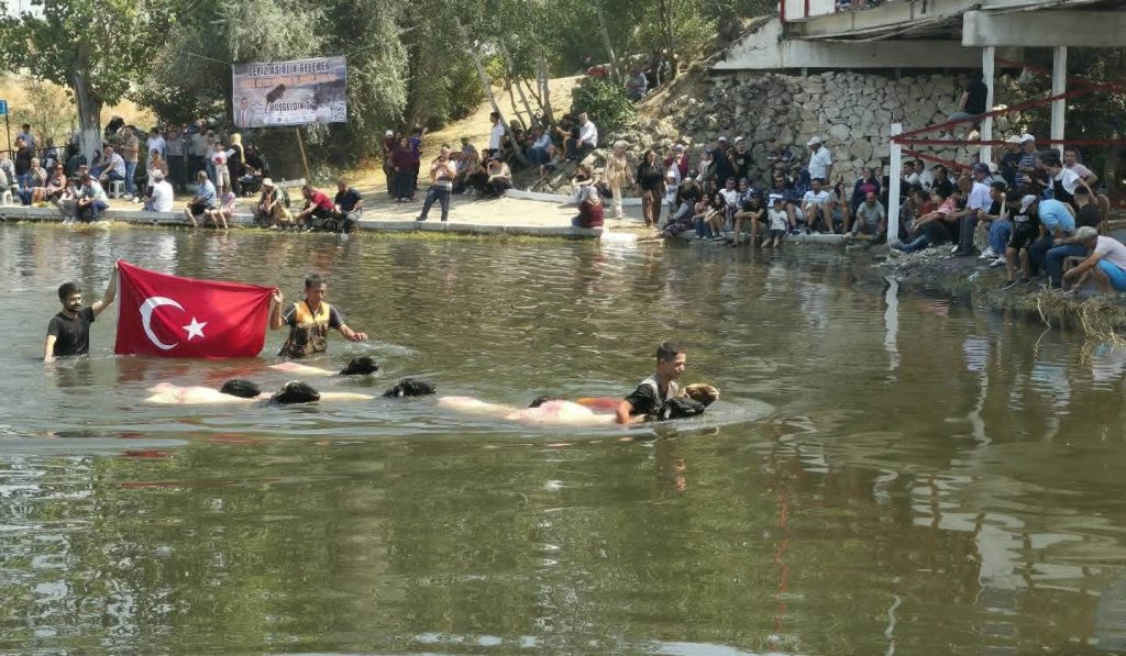 8 asırlık Çal Sudan Koyun Geçirme Festivali Yoğun Katılımla Gerçekleşti...