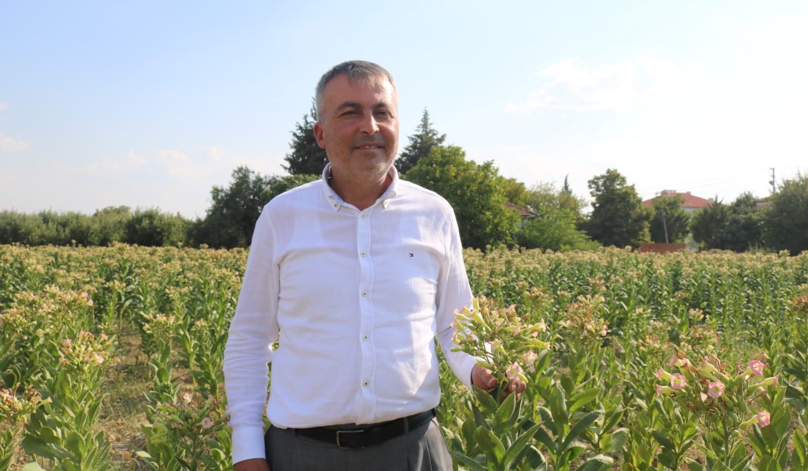 Çivril’de Elma Bahçeleri Tütün Tarlalarına Dönüşüyor
