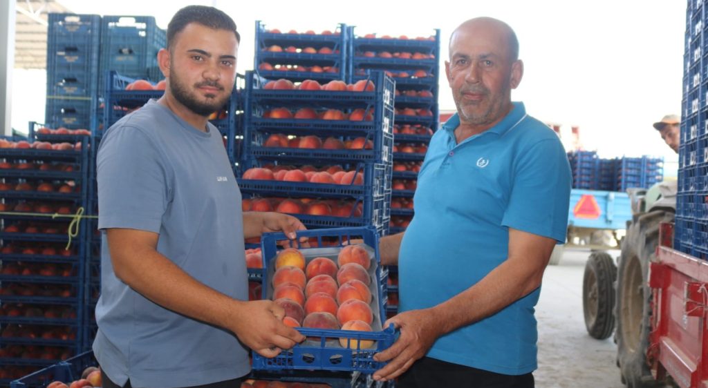 İhracattaki Belirsizlik Çivril Şeftalisinin Fiyatlarını Alt Üst Etti