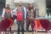 Denizli'de Koyunlar Sudan Önce Bulvardan Geçti