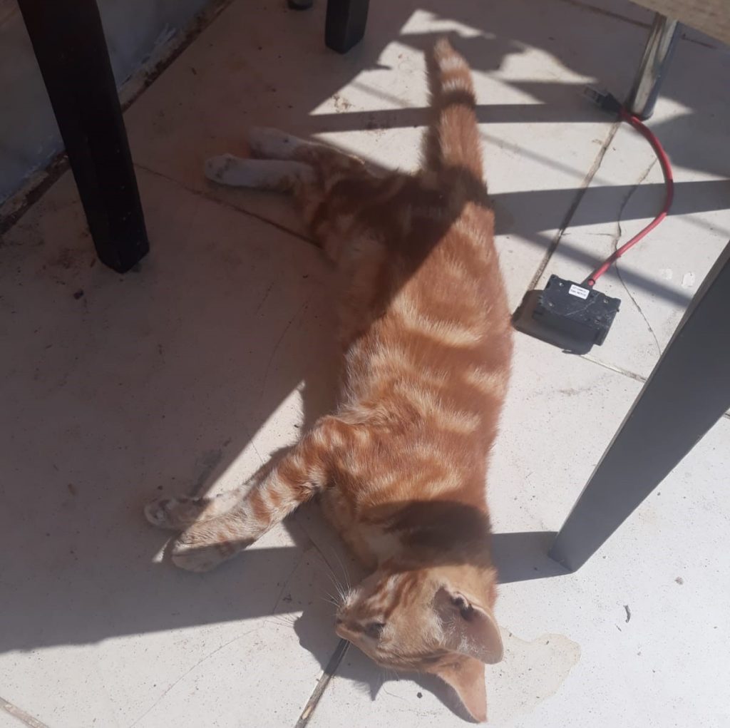 Denizli'de Sokak Hayvanlarının Zehirlenerek Öldürüldüğü İddiası