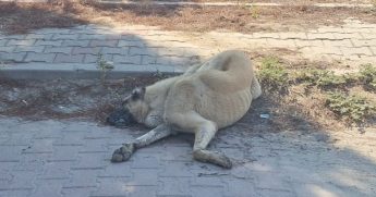 Denizli'de Sokak Hayvanlarının Zehirlenerek Öldürüldüğü İddiası