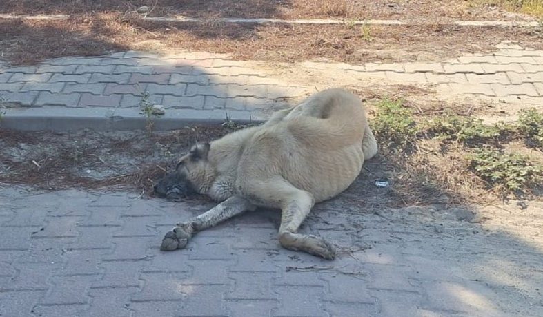 Denizli’de Sokak Hayvanlarının Zehirlenerek Öldürüldüğü İddiası